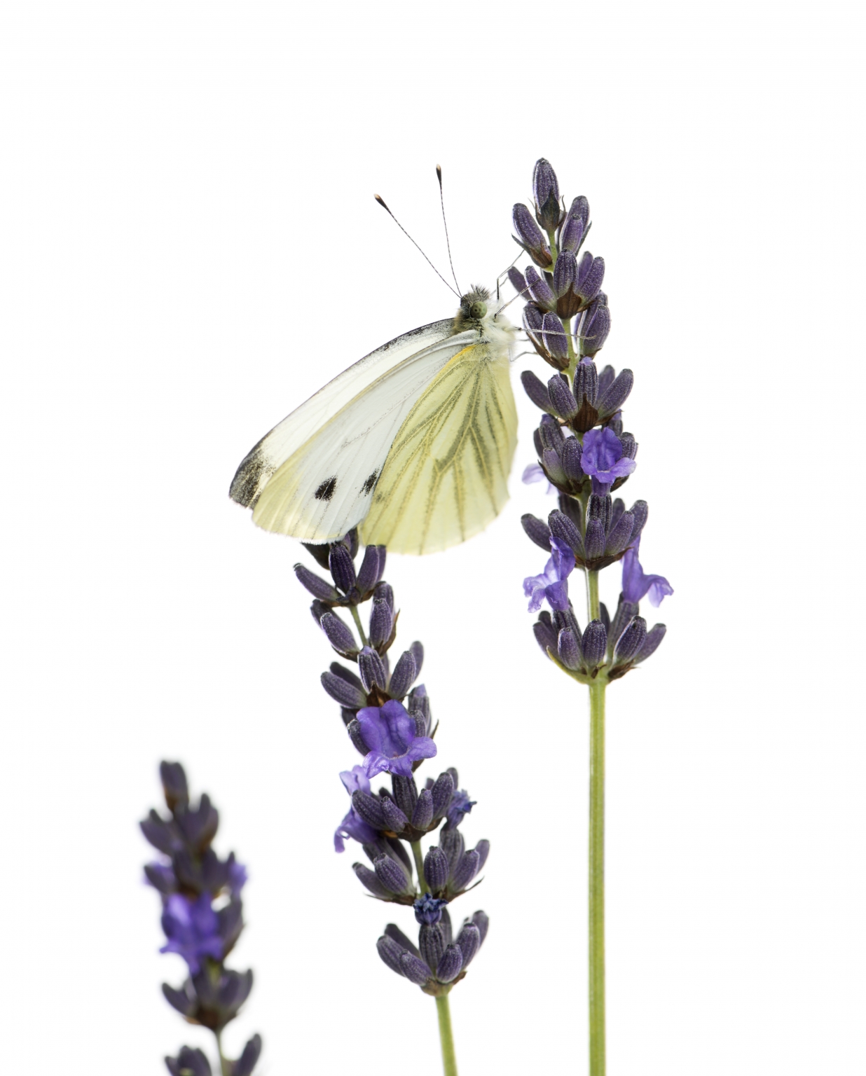 Olio essenziale lavanda - Bellezza e Armonia - Centro Estetico Olistico - Milano