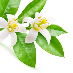 Fiore arancio - essenza -olio corpo - Bellezza e Armonia - Centro Estetico Olistico - Milano